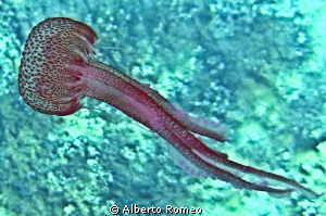 Jellyfish Pelagia noctiluca in Pantelleria island by Alberto Romeo 